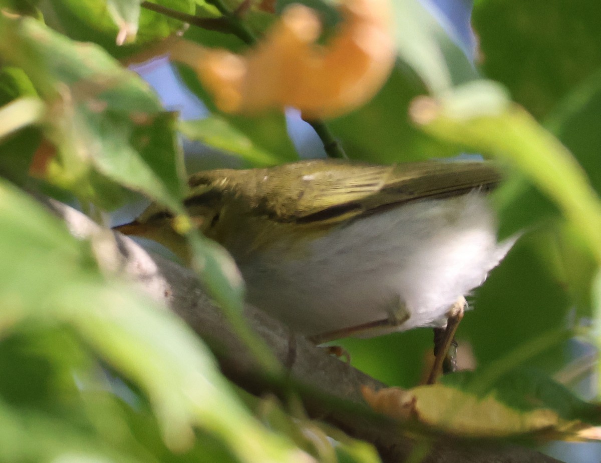 Wood Warbler - ML641518254