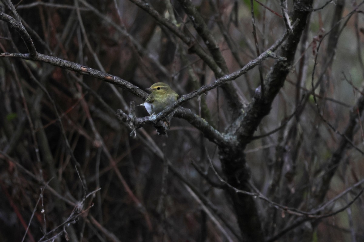 Wood Warbler - ML641518255