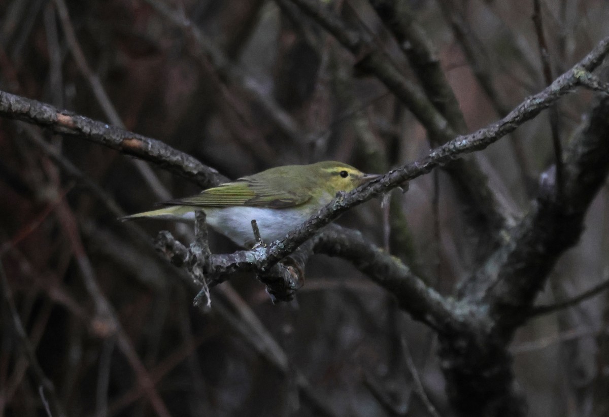 Wood Warbler - ML641518256