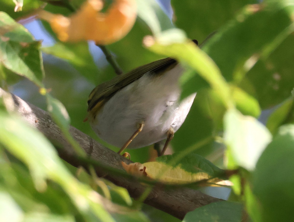 Wood Warbler - ML641518257