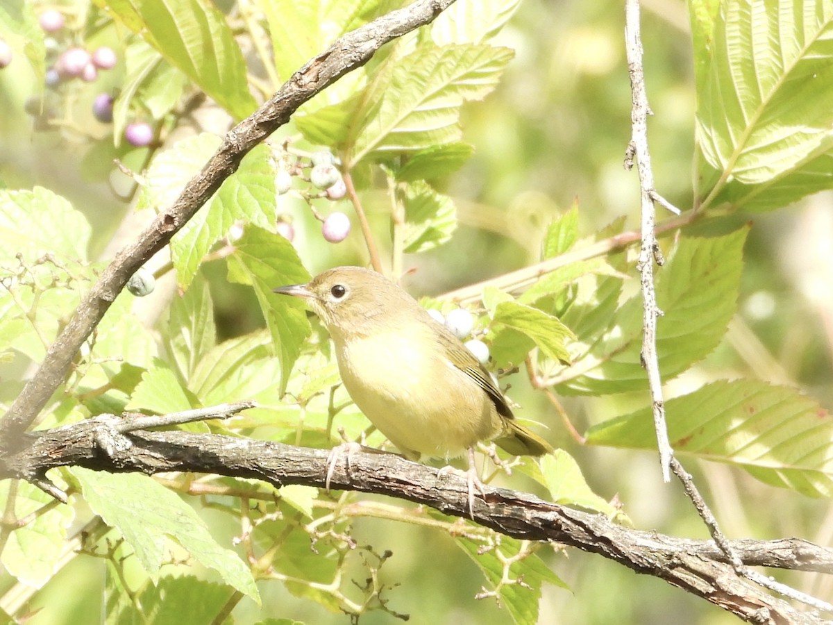 Common Yellowthroat - ML641518264