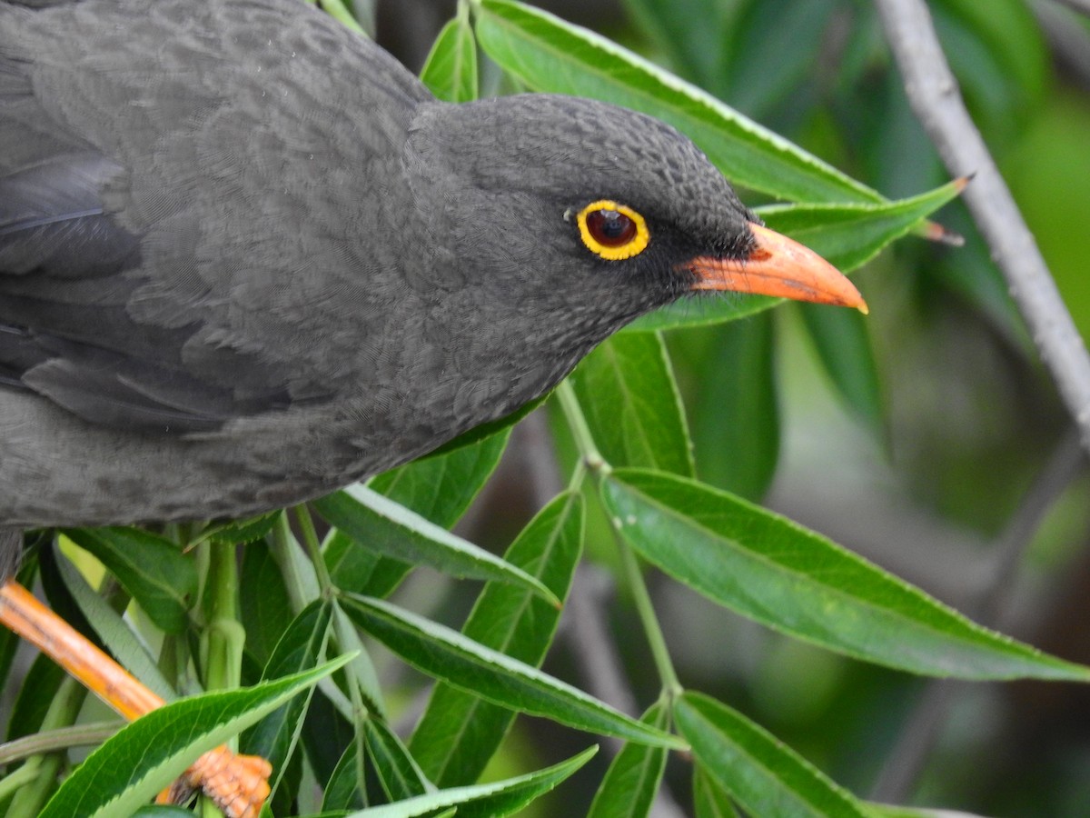 Great Thrush - ML641518266