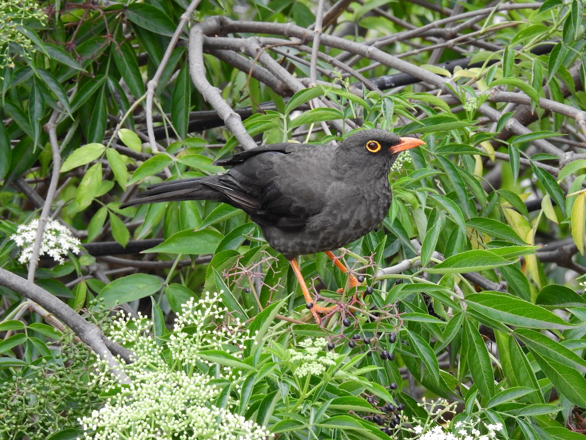 Great Thrush - ML641518267