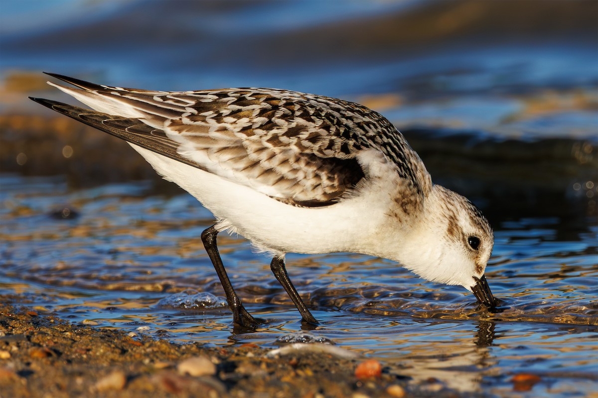 Sanderling - ML641518272