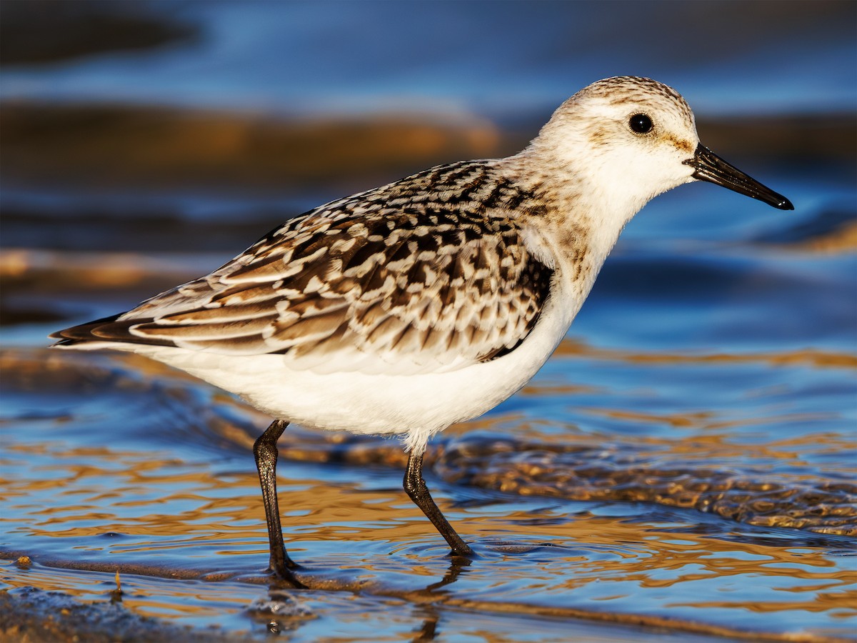 Sanderling - ML641518273