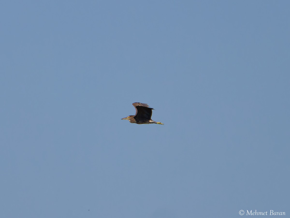 Black-crowned Night Heron - ML641518275