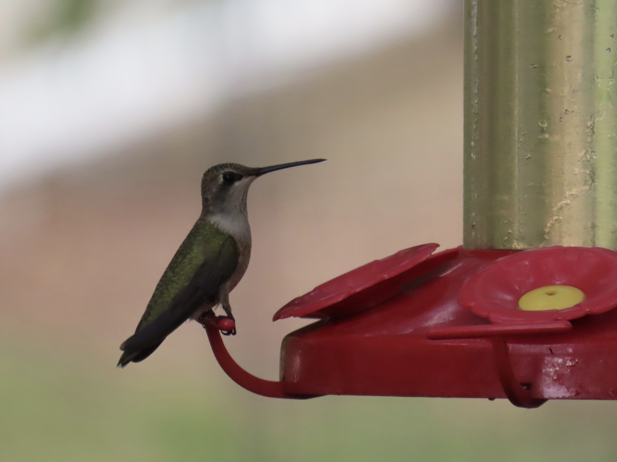 Colibrí Gorjinegro - ML641518284