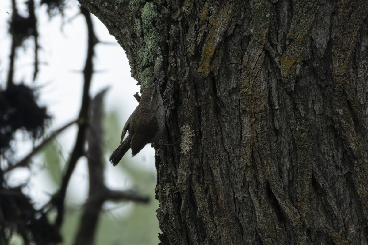 Bewick's Wren - ML641518285
