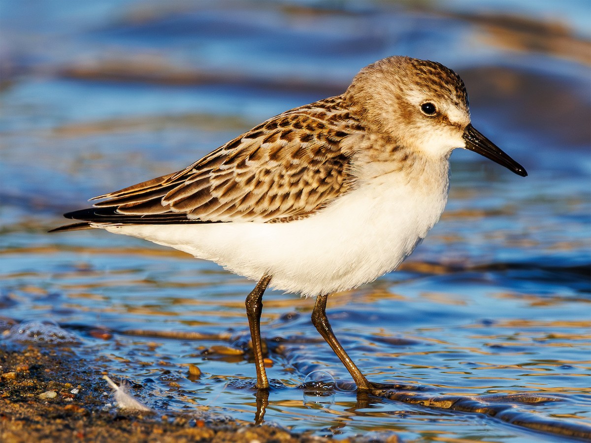 Semipalmated Sandpiper - ML641518291