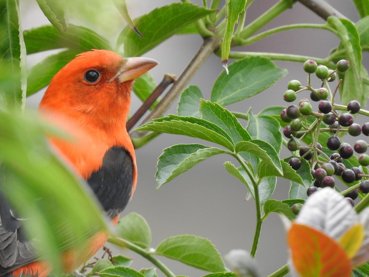 Scarlet Tanager - ML641518292