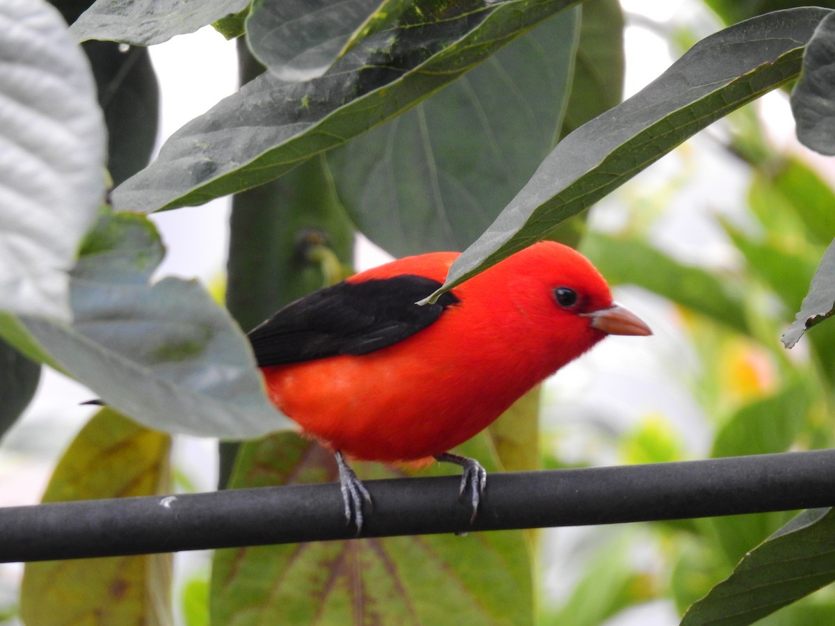 Scarlet Tanager - ML641518293