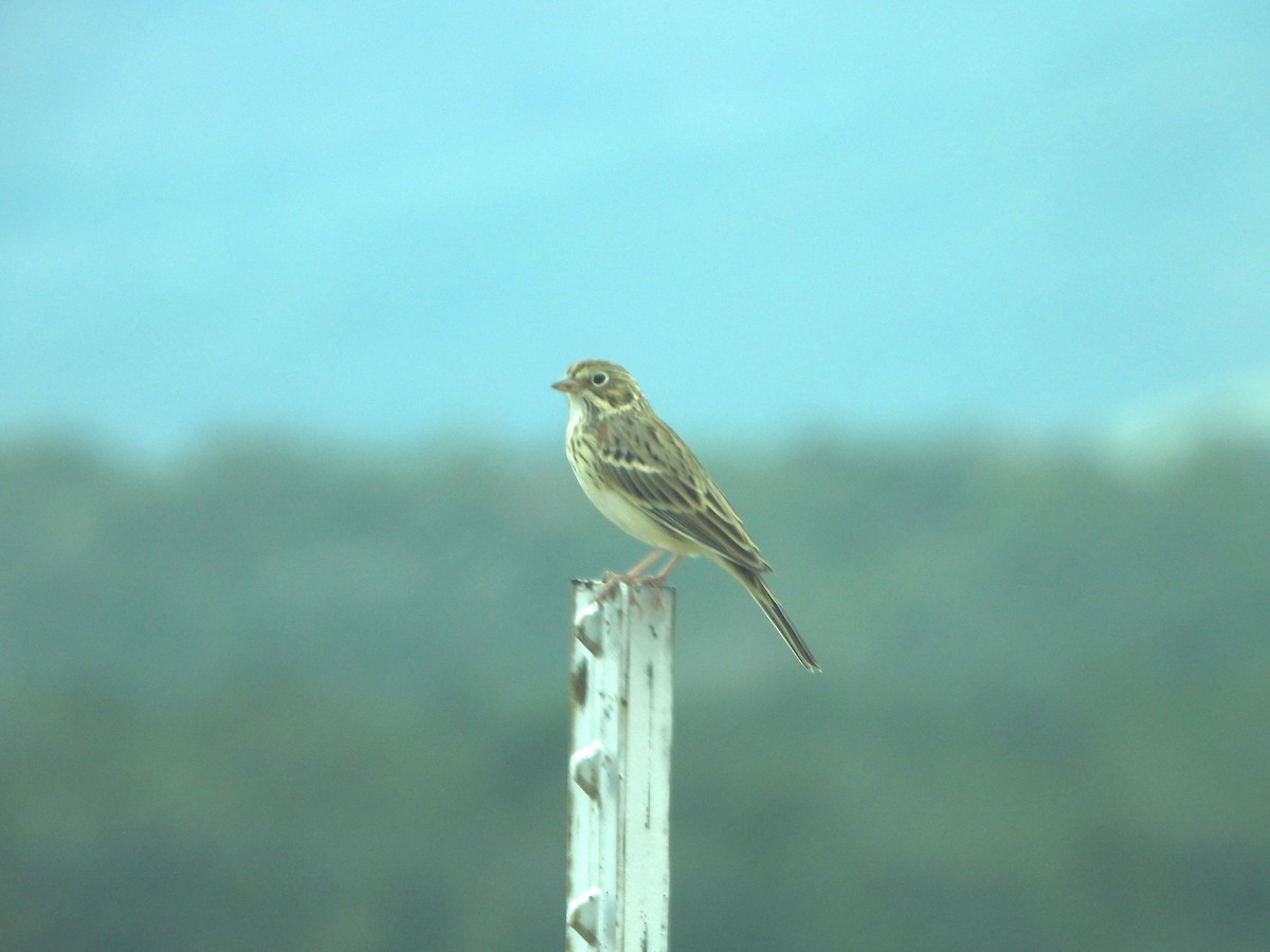 Vesper Sparrow - ML641518295