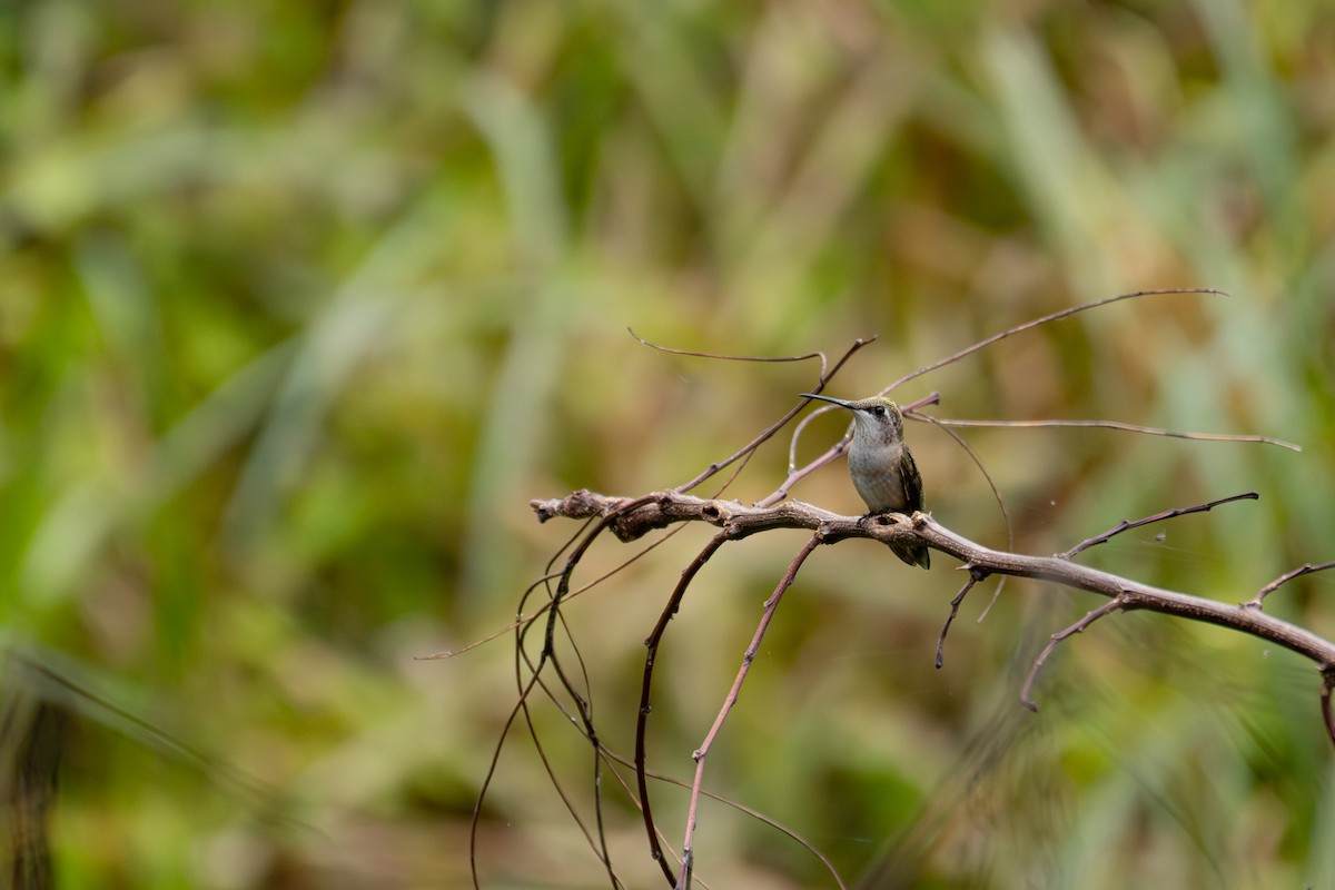 Ruby-throated Hummingbird - ML641518299