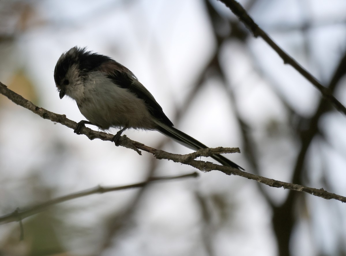 Long-tailed Tit - ML641518302