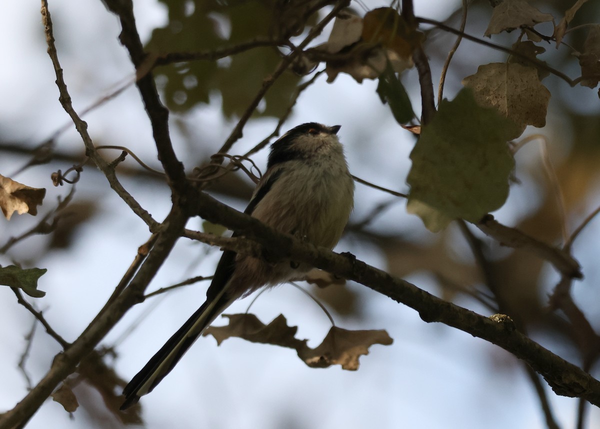 Long-tailed Tit - ML641518303