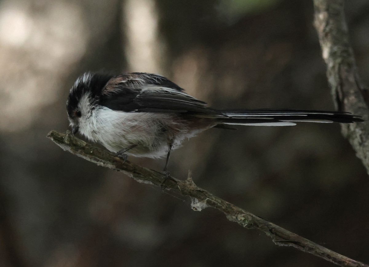 Long-tailed Tit - ML641518304
