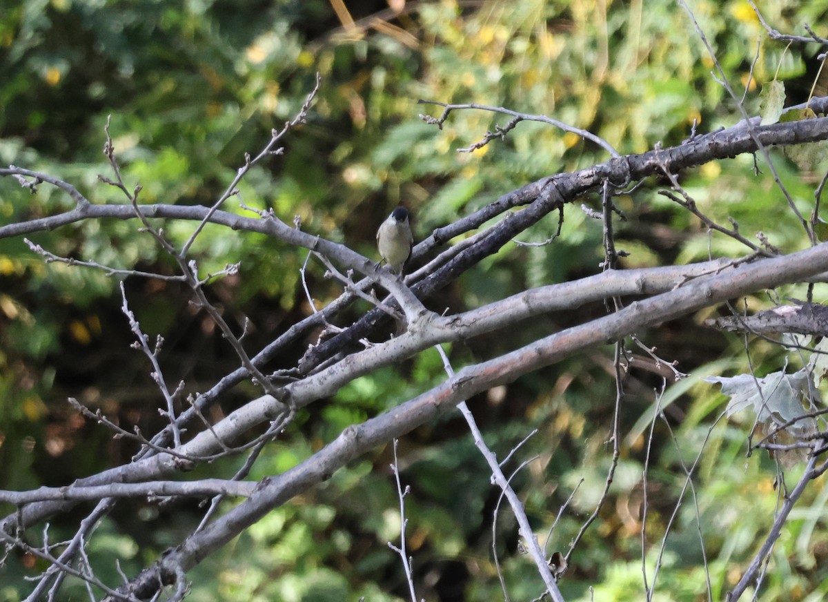 Eurasian Blackcap - ML641518325