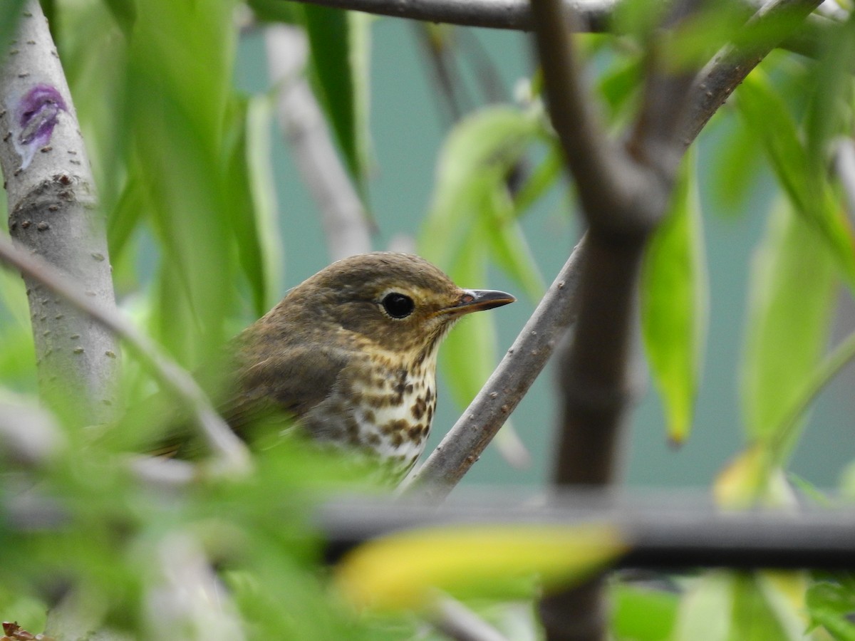 Swainson's Thrush - ML641518326