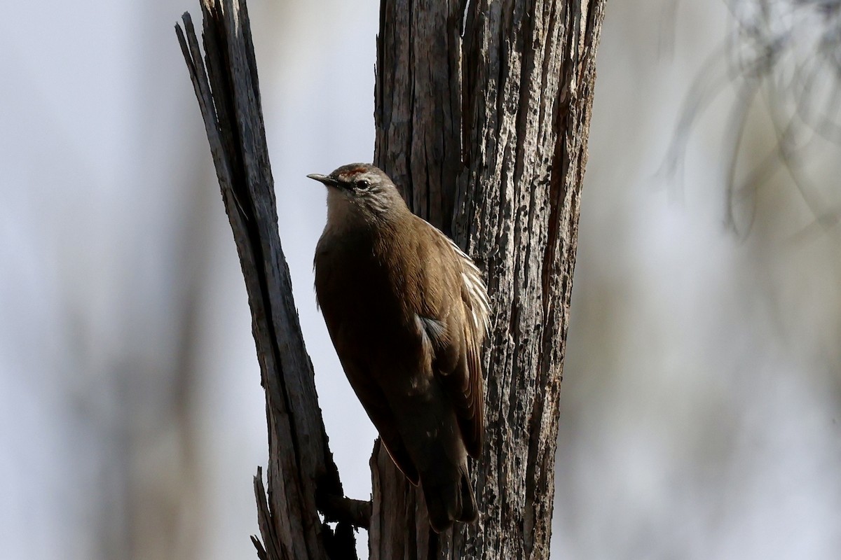 White-browed Treecreeper - ML641518333