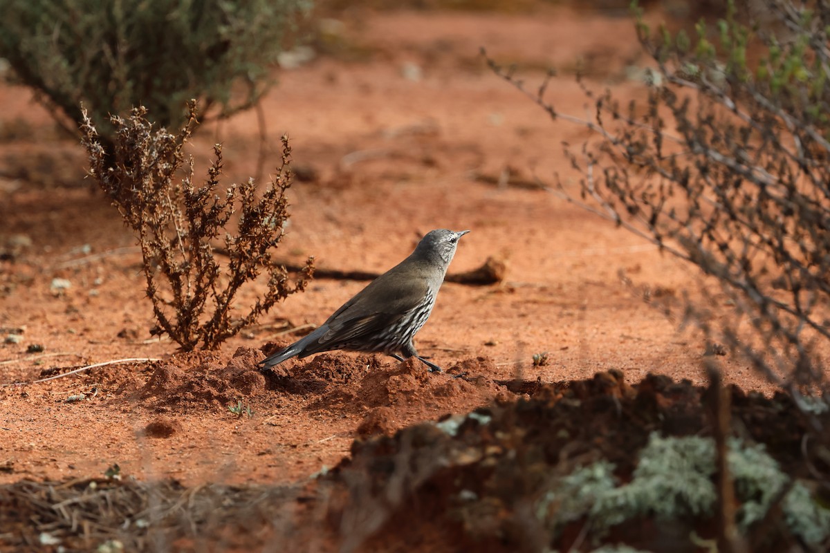 White-browed Treecreeper - ML641518334