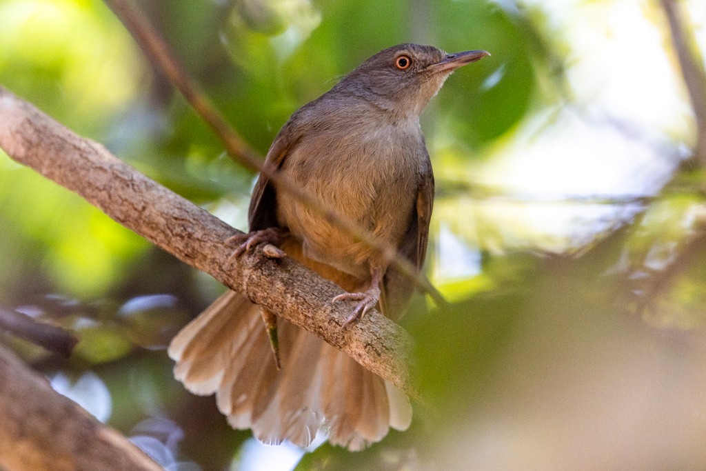 Gray-olive Greenbul - ML641518365