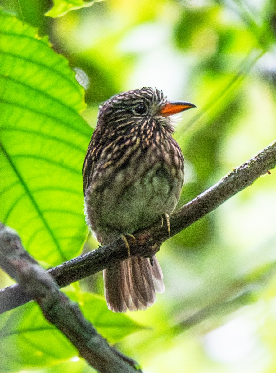 White-chested Puffbird - ML641518367