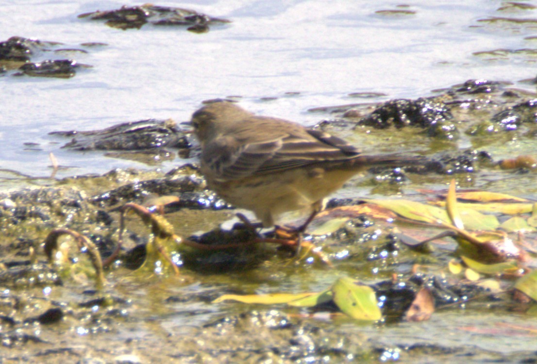 American Pipit - ML641518371