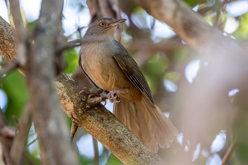 Gray-olive Greenbul - ML641518383