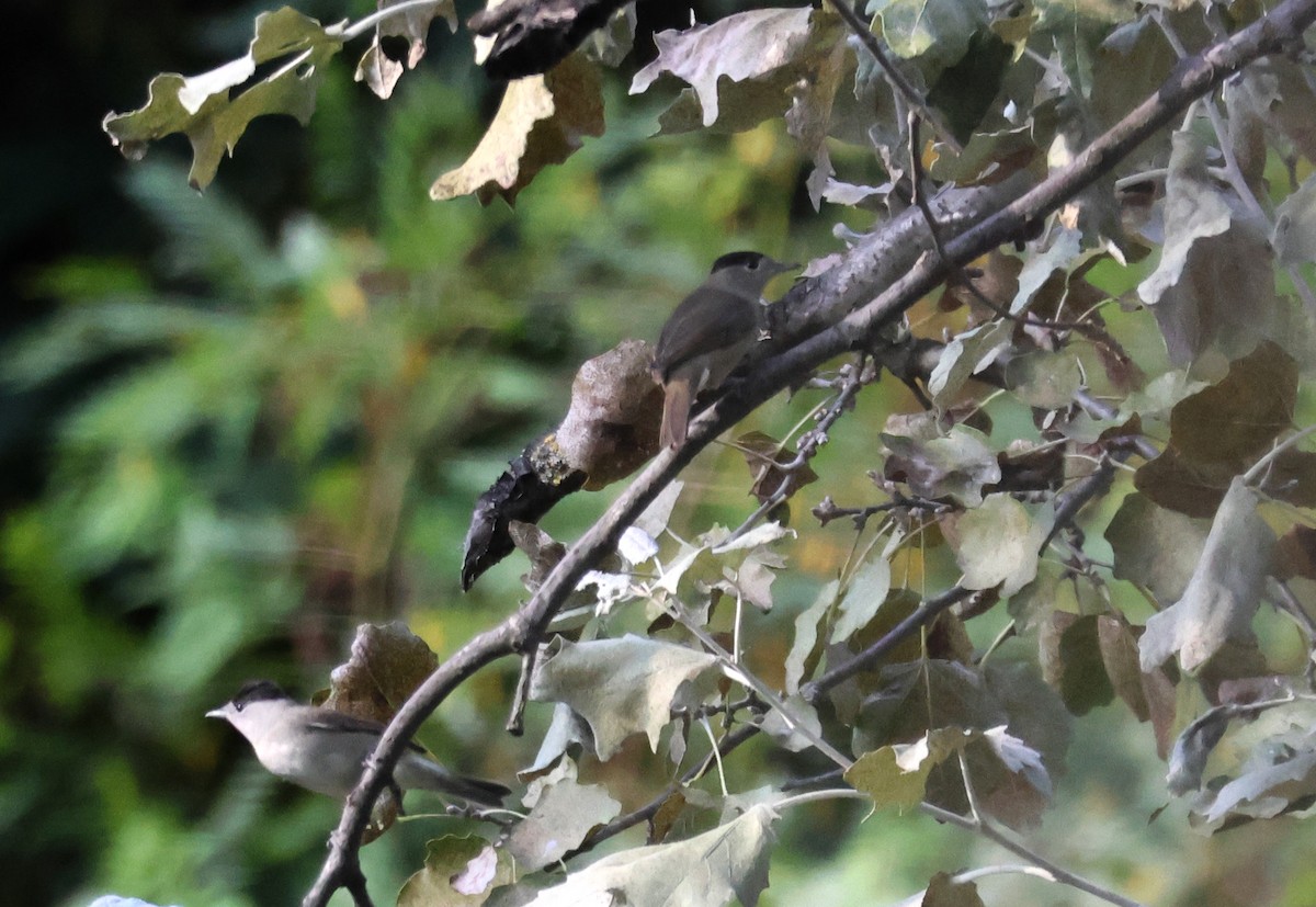 Eurasian Blackcap - ML641518386