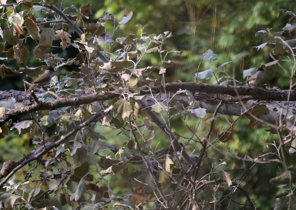 Eurasian Blackcap - ML641518387