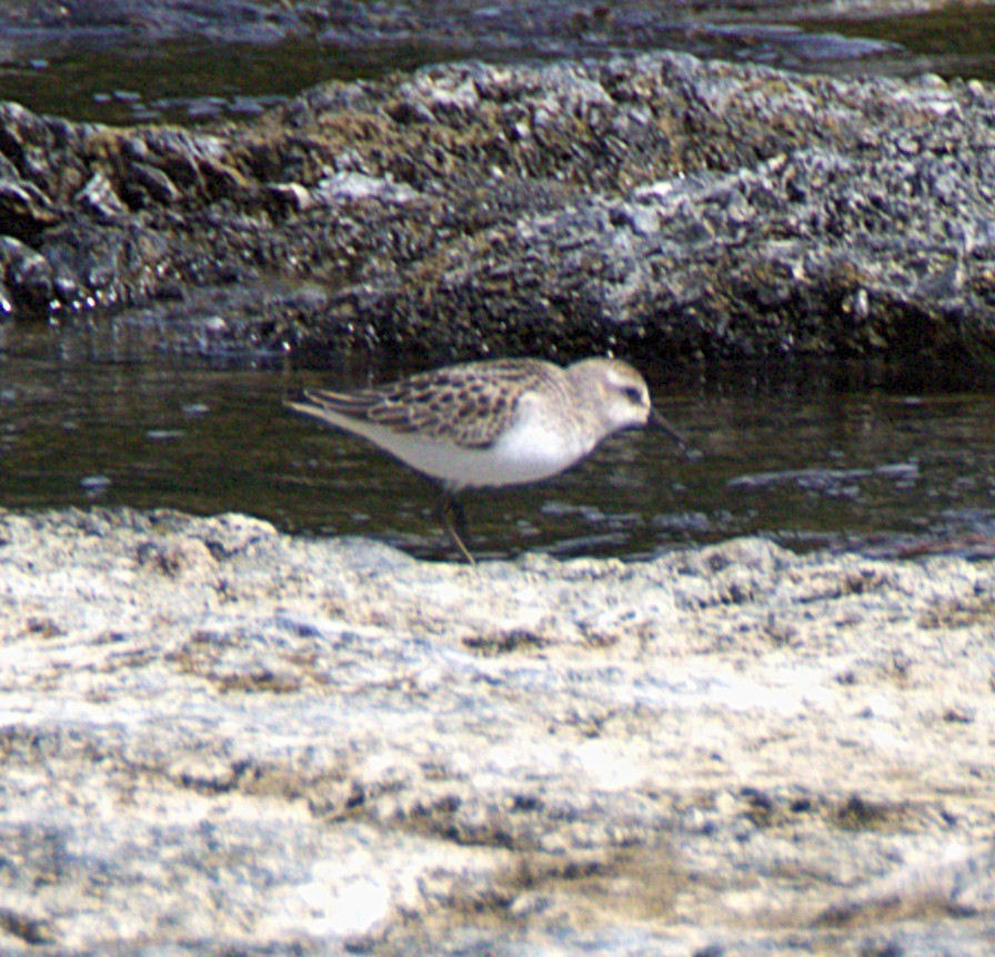 Semipalmated Sandpiper - ML641518388