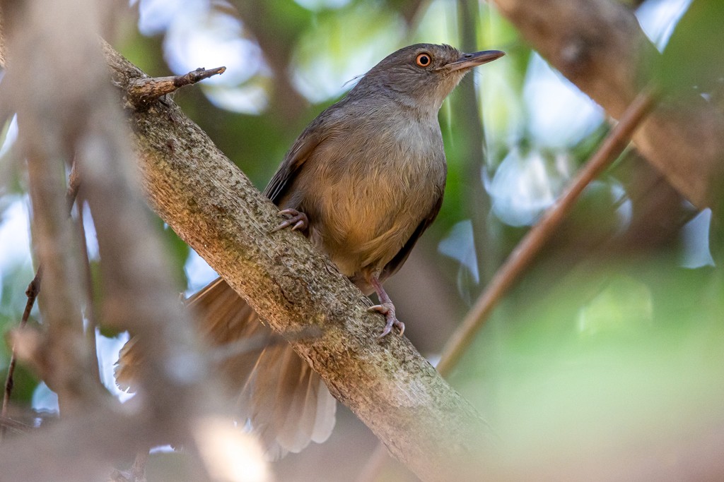 Gray-olive Greenbul - ML641518394