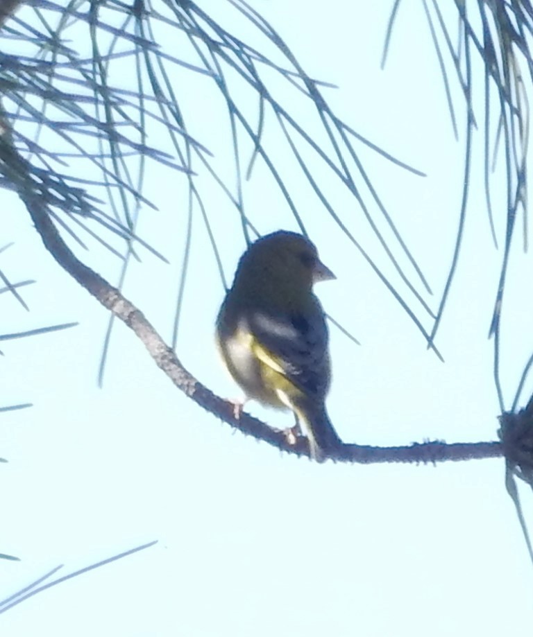 European Greenfinch - ML64151841