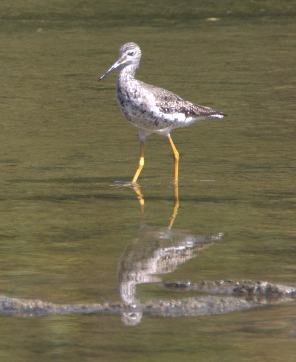 Greater Yellowlegs - ML641518416