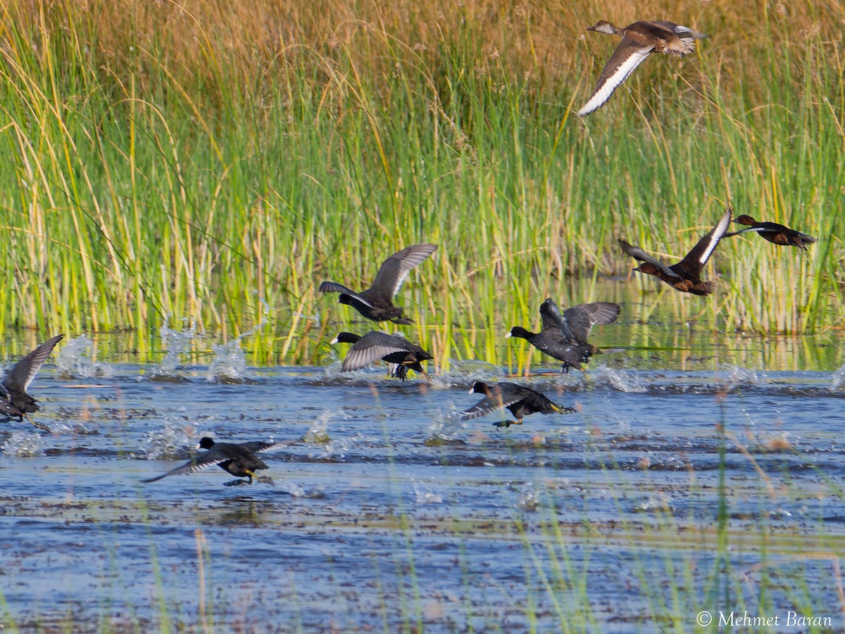 Eurasian Coot - ML641518419