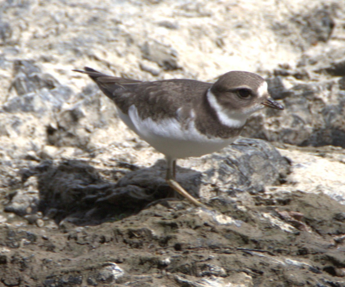 Semipalmated Plover - ML641518440