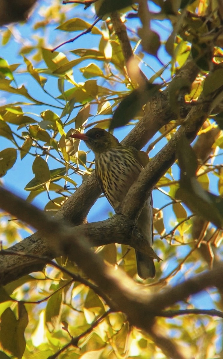 Olive-backed Oriole - ML641518459
