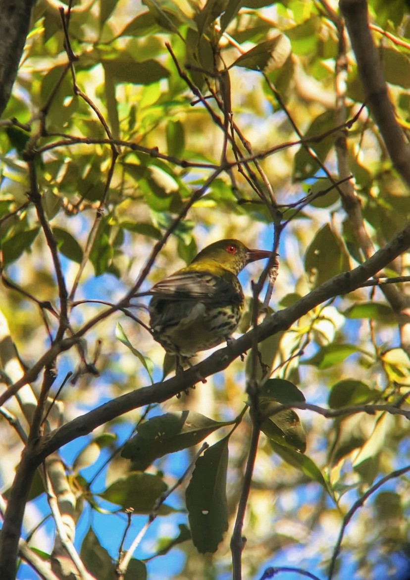 Olive-backed Oriole - ML641518460