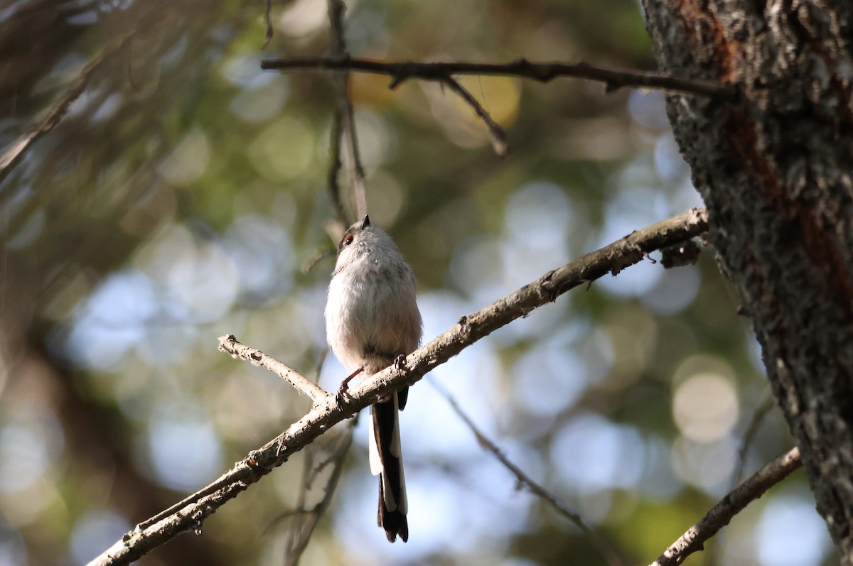 Long-tailed Tit - ML641518463