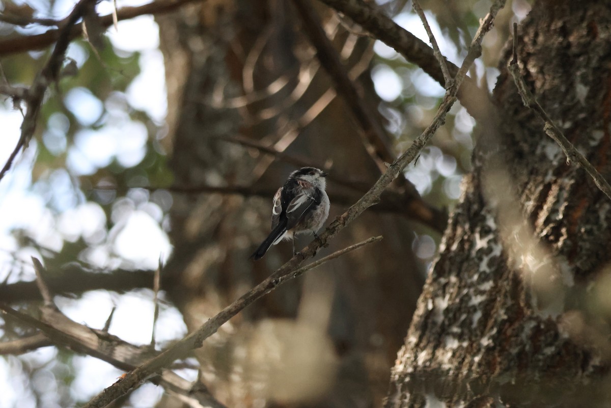 Long-tailed Tit - ML641518464