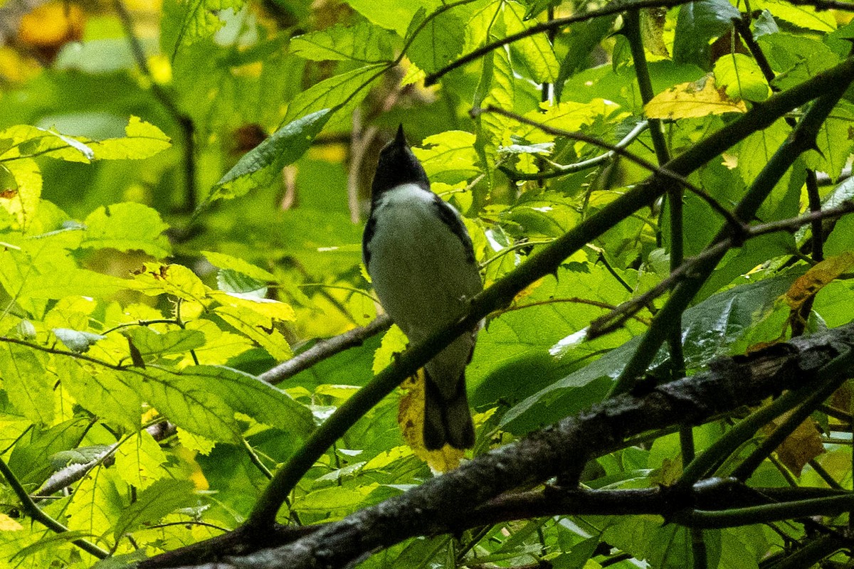 Black-throated Blue Warbler - ML641518534