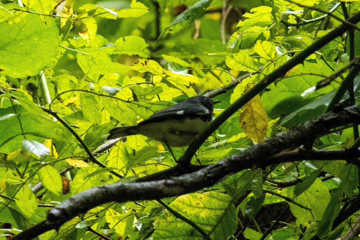 Black-throated Blue Warbler - ML641518538
