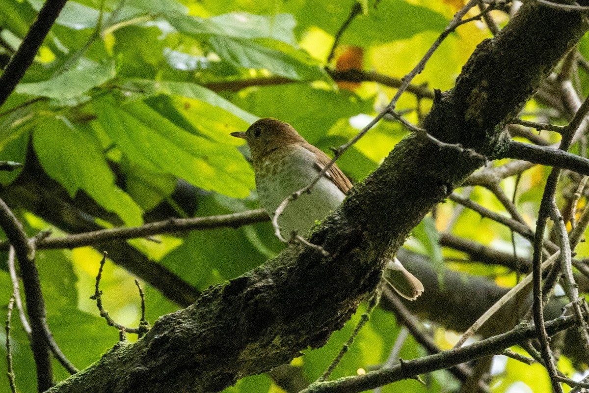Veery - ML641518554