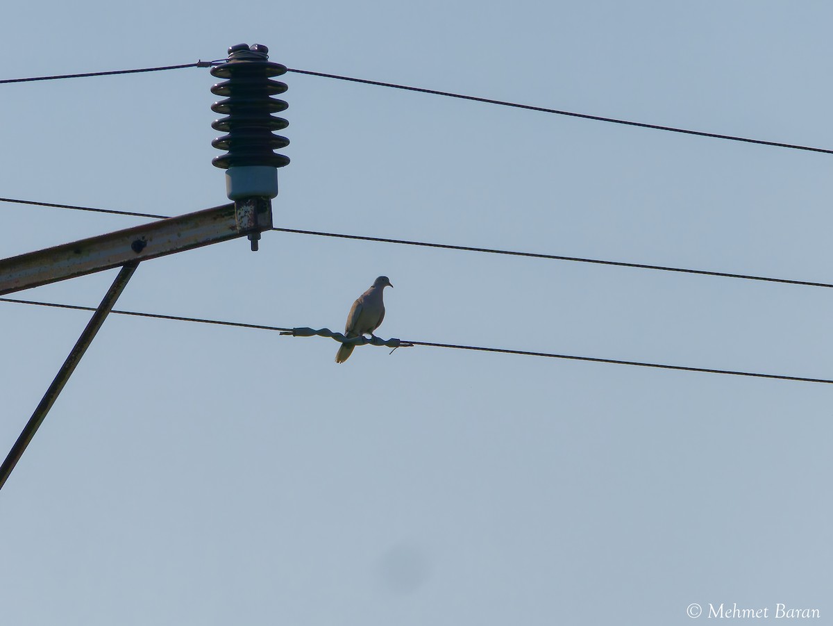 Eurasian Collared-Dove - ML641518574