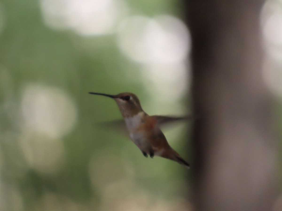 Colibrí Rufo - ML641518578
