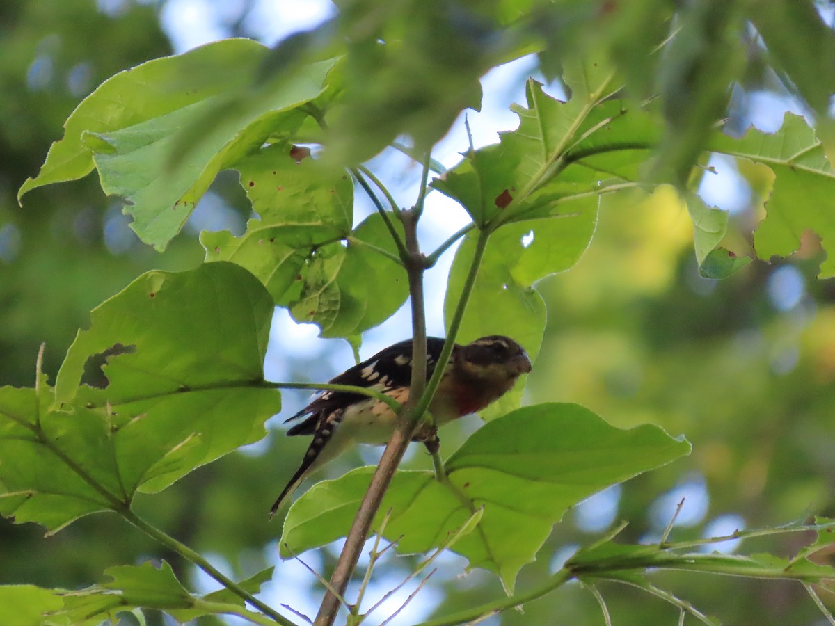 Rose-breasted Grosbeak - ML641518581