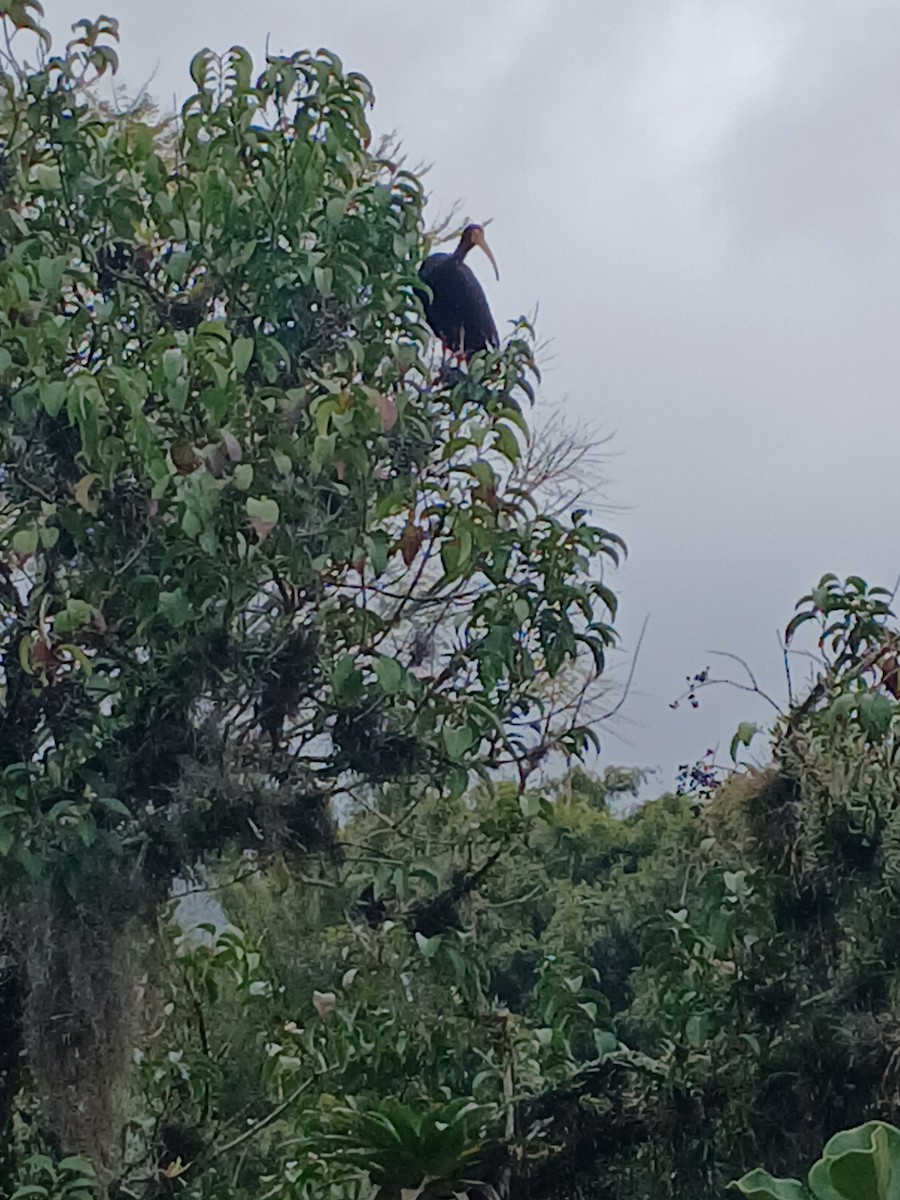 Bare-faced Ibis - ML641518584