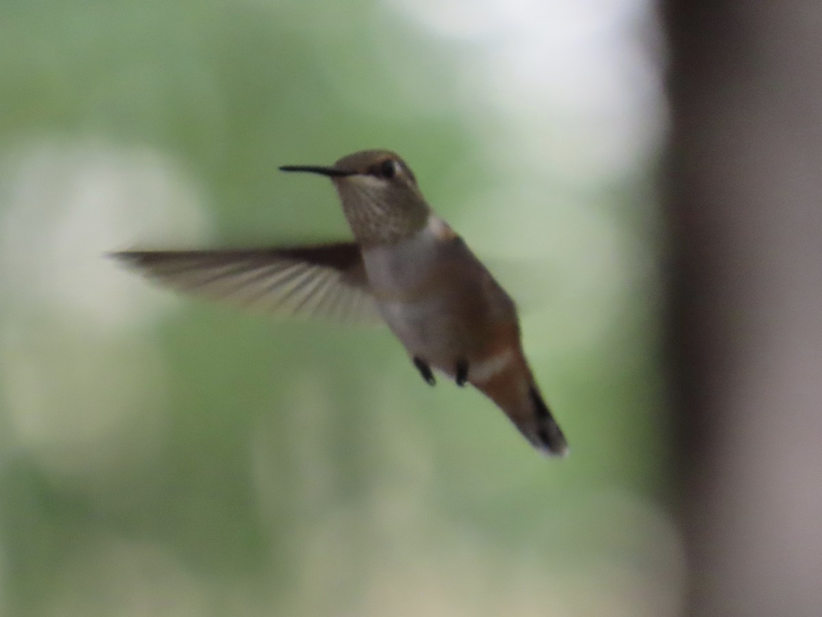 Colibrí Rufo - ML641518601