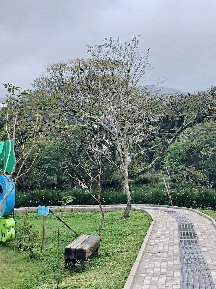 Bare-faced Ibis - ML641518603