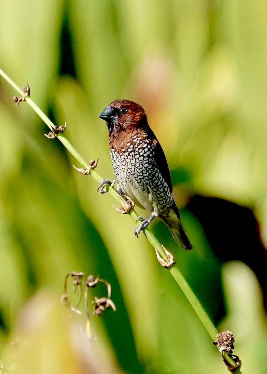 Scaly-breasted Munia - ML641518610